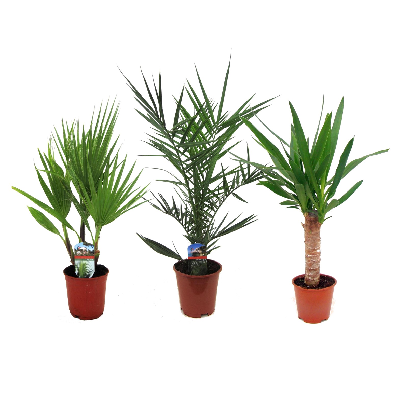 Mélange de palmiers d'intérieur - mélange de 3 - washingtonia - yucca - phoenix
