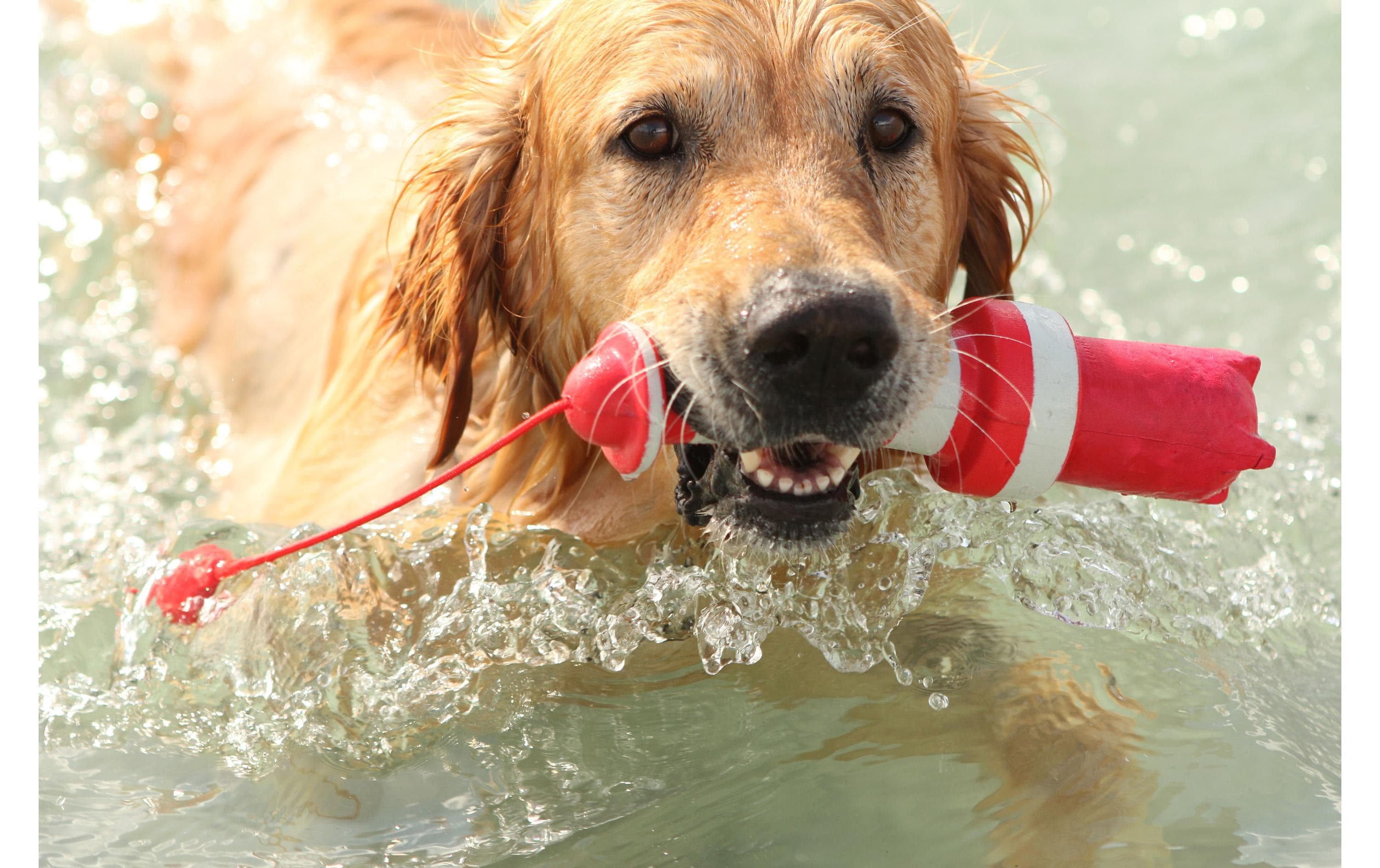 Schwimmspielzeug Lighthouse Rot-WeissSchwimmfähiges Apportierspielzeug für Hunde