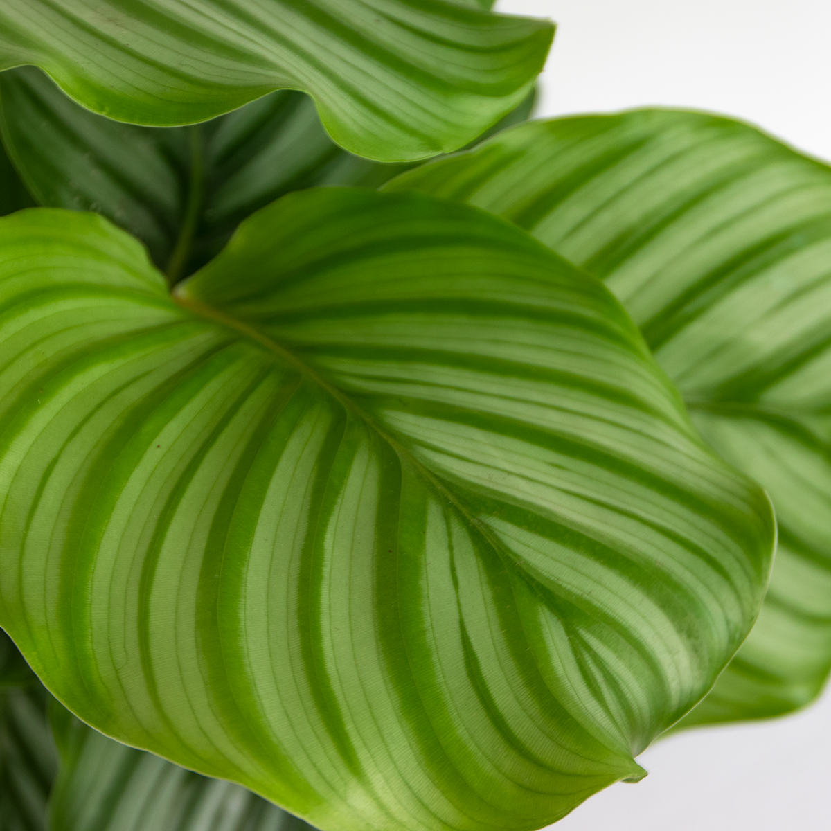 Calathea orbifolia - plante paon - plante d'intérieur - purificateur d'air - ⌀14 cm - ↕40-45 cm
