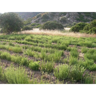 Oregano