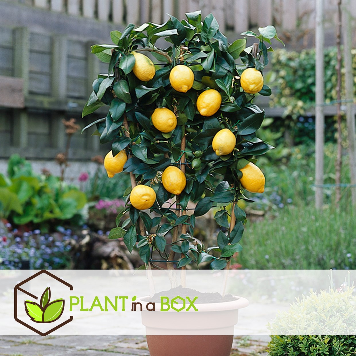 Citrus limon - citronnier - pot 14cm - hauteur 40-45cm