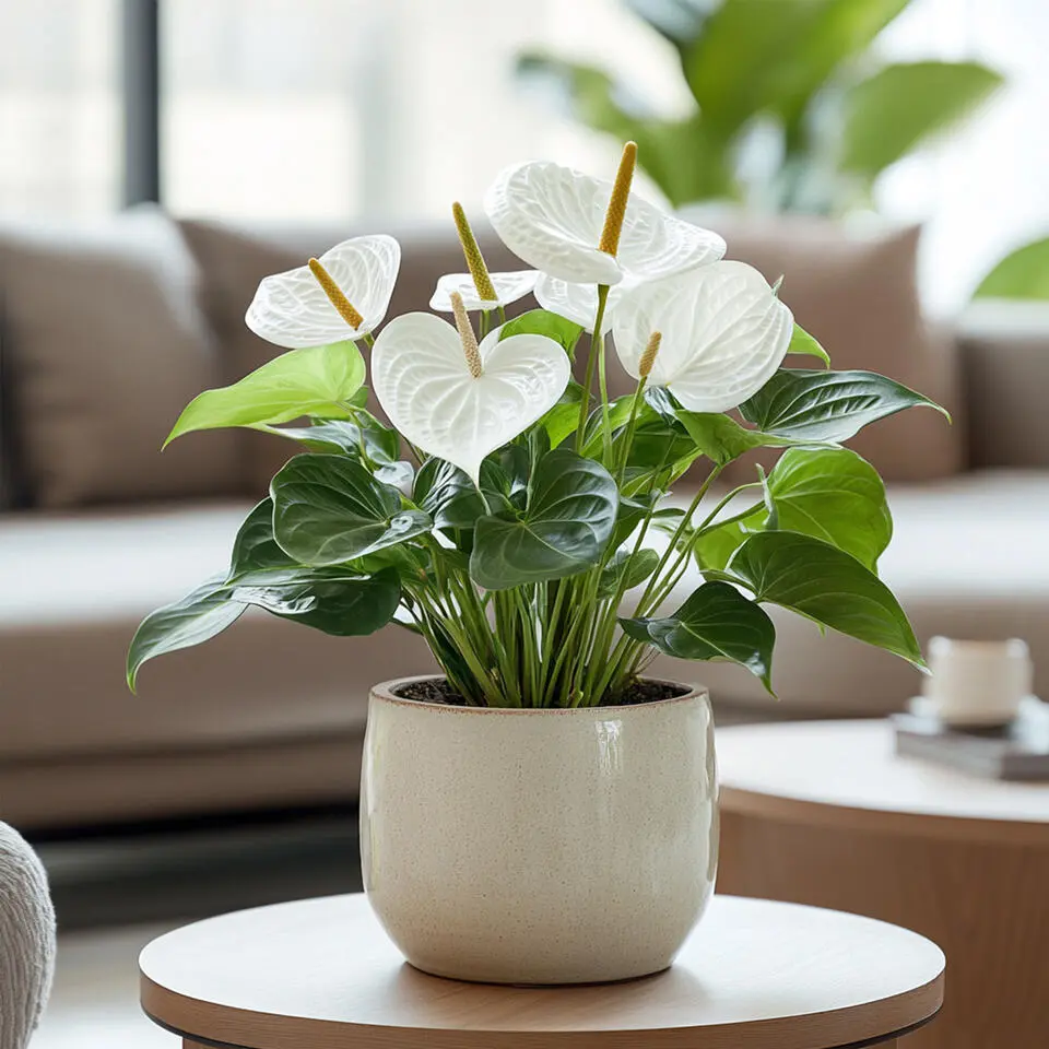 Flamingoplant - Anthurium 'Alpine White' - Hoogte 40-55cm - ø14cm