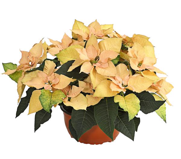 Weihnachtsstern - Euphorbia pulcherrima in