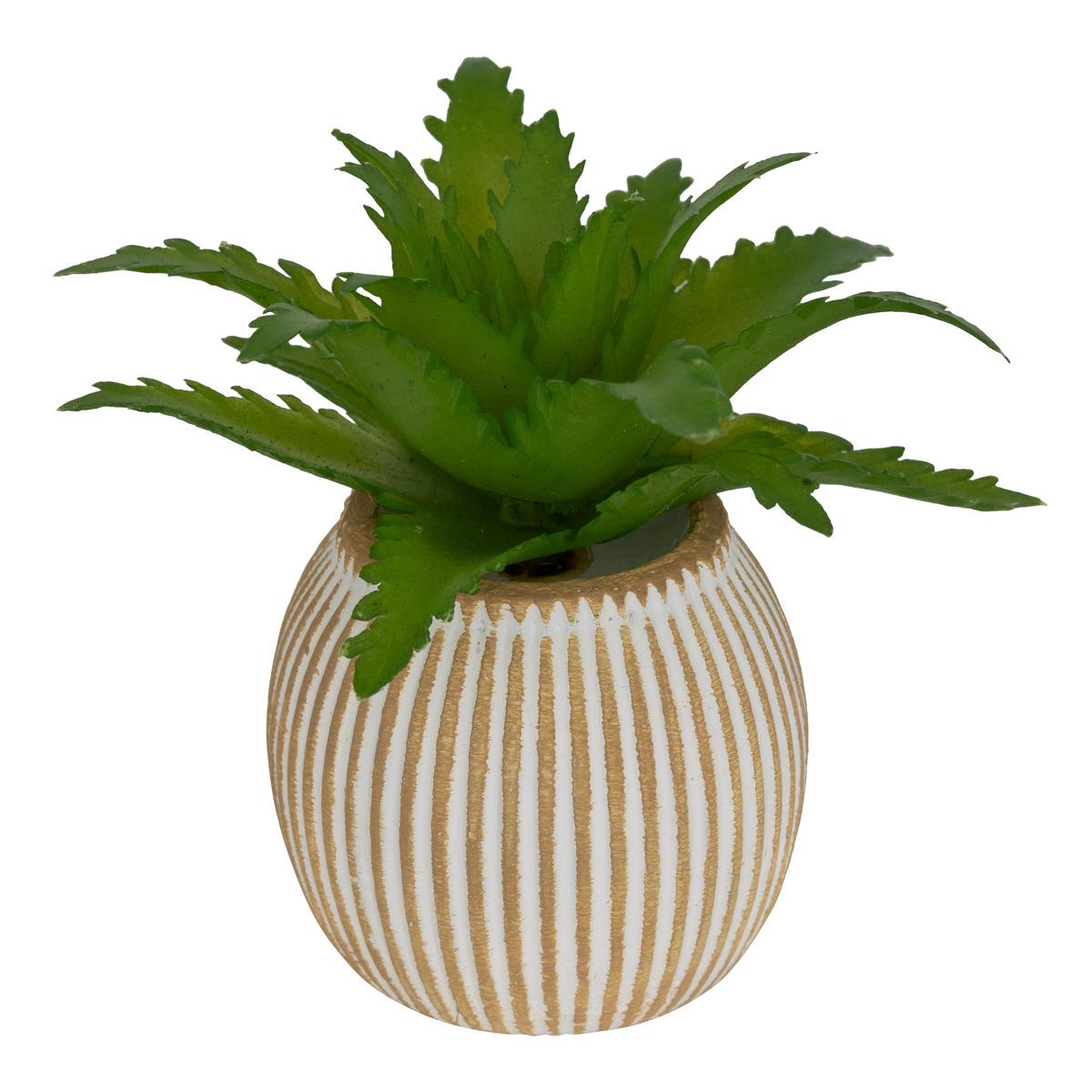 MINI PLANTE GRASSE POT CIMENT UBI H.7CM