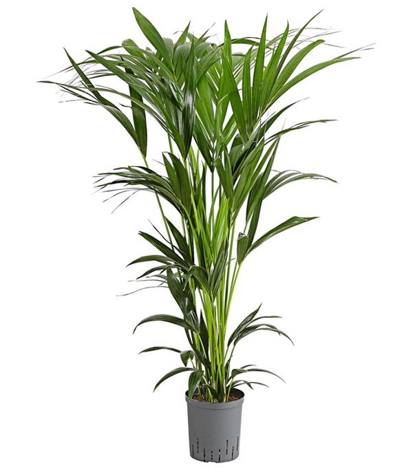 Kentiapalme, Howea forsteriana, Hydrokultur