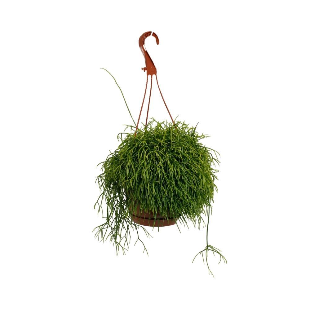 Plante d'intérieur - rhipsalis cassutha 45.0cm
