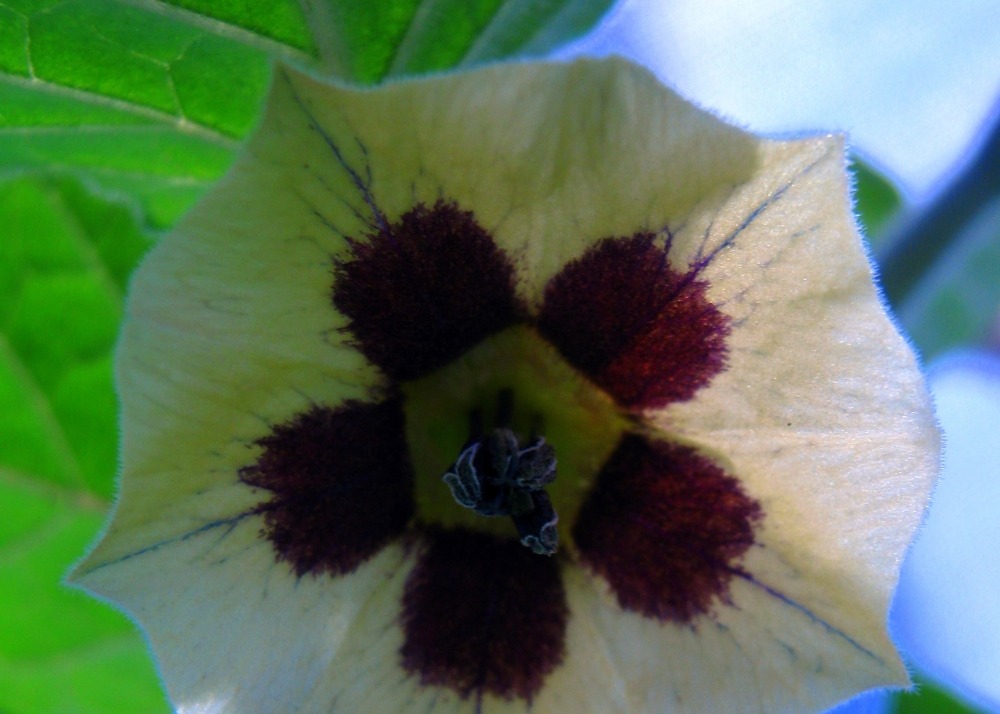 Coqueret du pérou - 100 graines - avec substrat - physalis peruviana