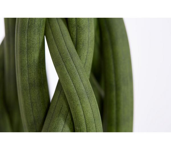 Bogenhanf - Sansevieria cylindrica,