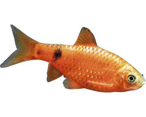 Neonroze barbeel - Pethia conchonius