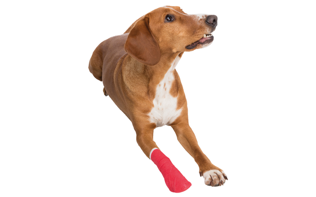 Jollypaw Erste Hilfe Set für Hunde und Katzen