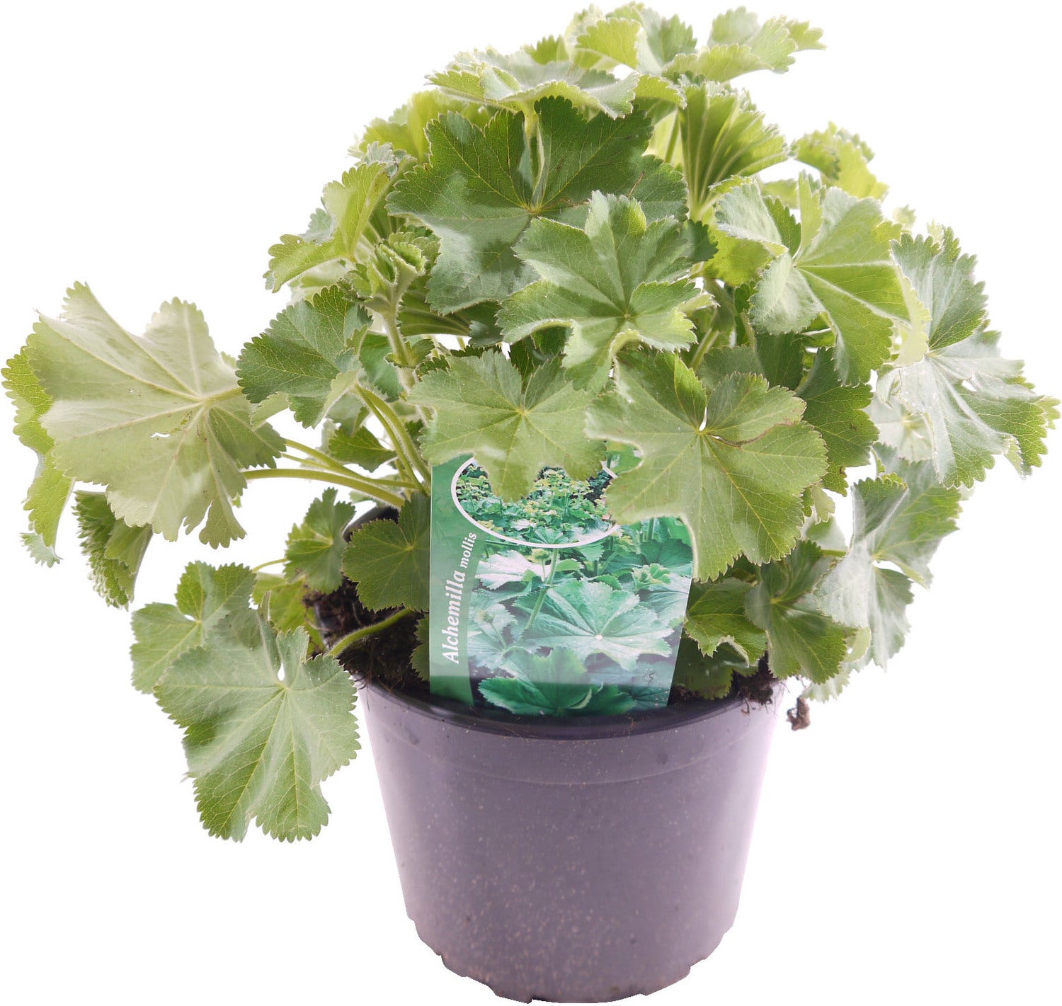 Vrouwenmantel (Alchemilla mollis) D 17 H 30 cm