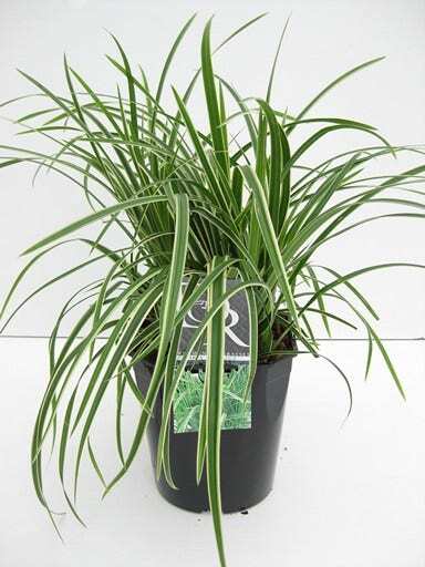 Zegge (Carex morrowii 'Ice Dance') D 9 H 10 cm