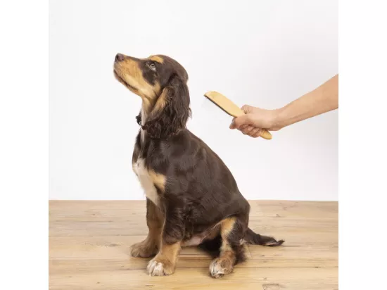 Peigne râteau à démeler pour animaux 31 dents en bambou - Beige - l 5.5 x L 21.5 cm
