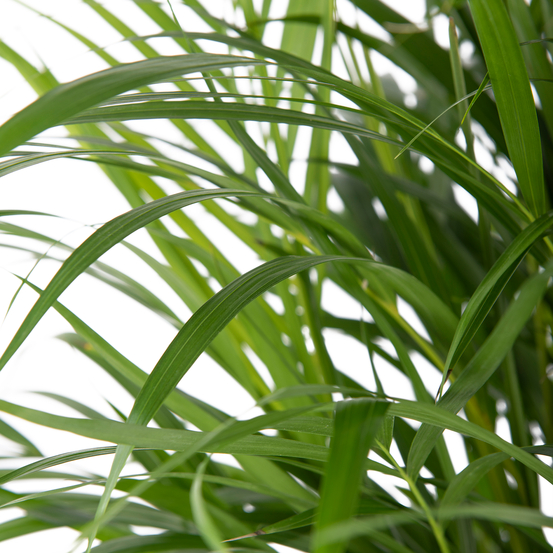 Palmier, Areca Dypsis - pot D.21 cm