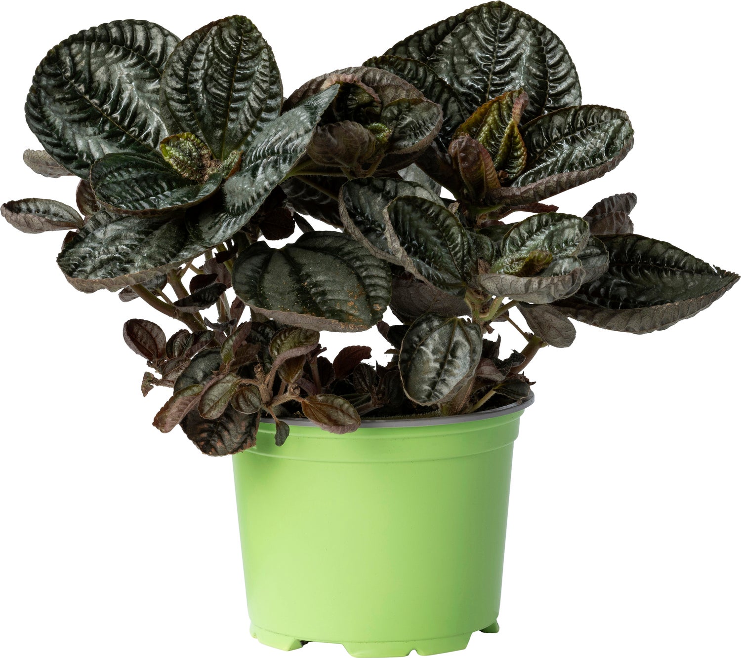 Biologische Vriendschapsplant (Pilea involucrata 'Friendship') D 12 H 15 cm