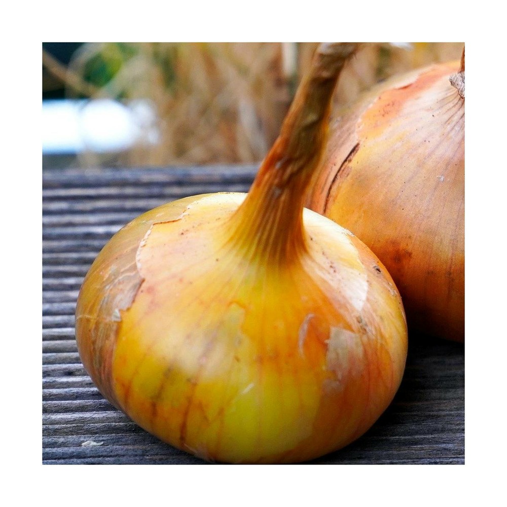 Graines d'oignon jaune paille des vertus/allium cepa jaune paille des vertus[-]sachet de 4 gr.