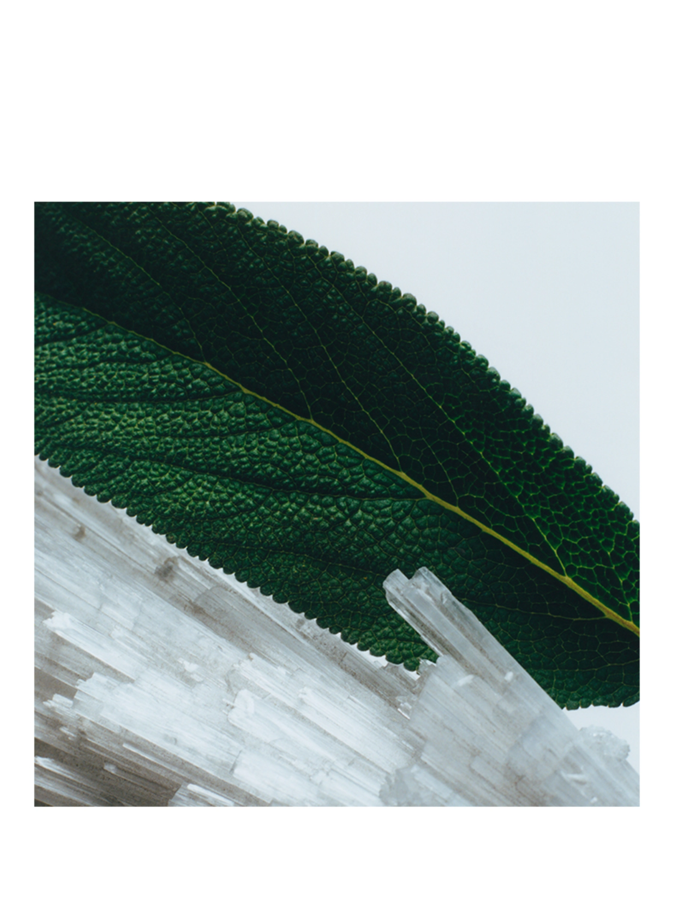 JO MALONE LONDON WOOD SAGE & SEA SALT