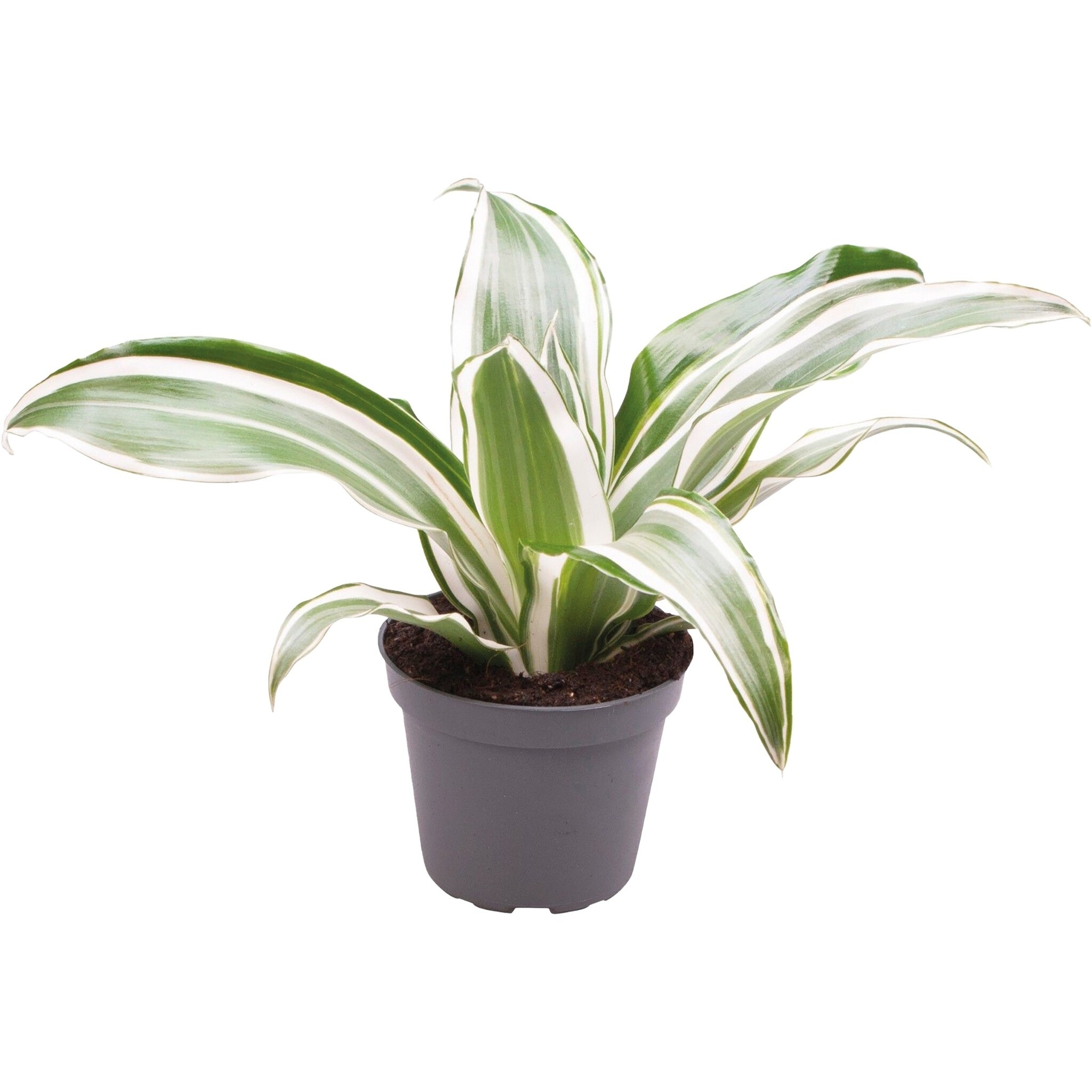 Terraplant Dracaena White Jewel