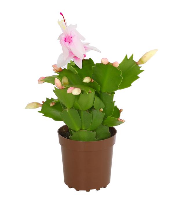 Weihnachtskaktus - Schlumbergera x buckleyi,