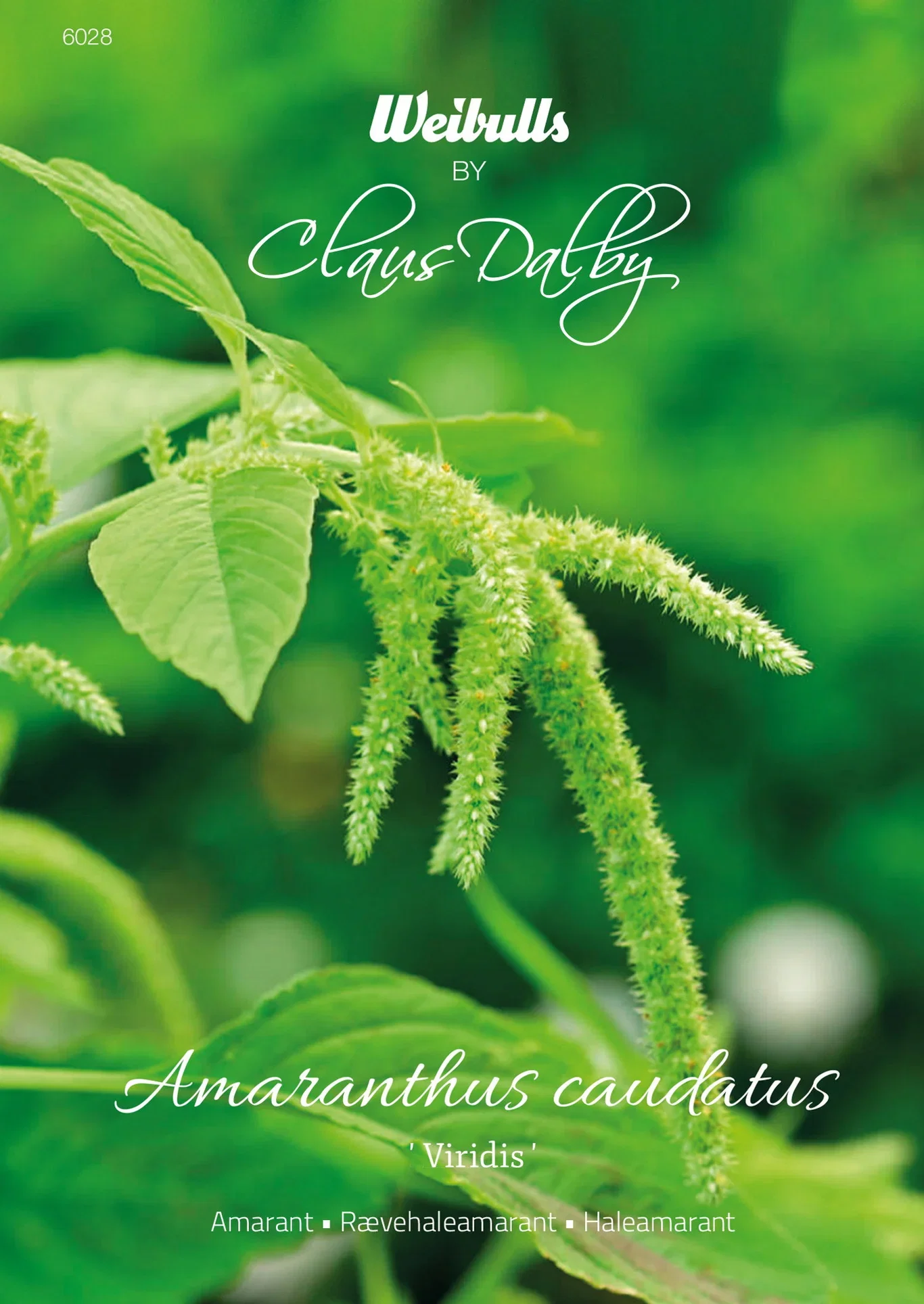 Amaranthus caudatus 'Viridis' Amaranth 'Viridis'
