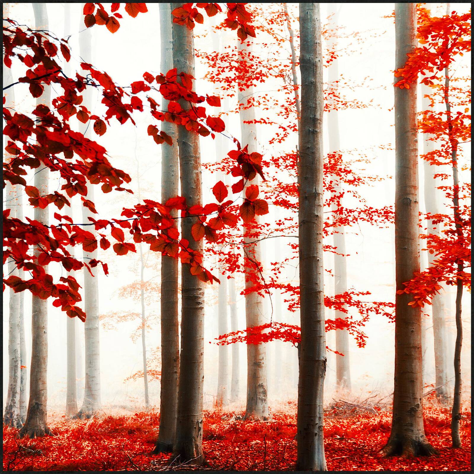 Autumn Magic 2 by Christiane Steinicke - Open Edition.