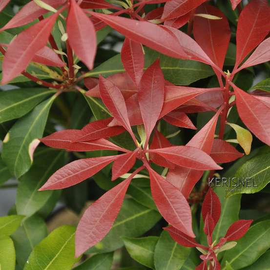 Pieris Collection générale : hauteur 30 à 40 cm, conteneur de 3 L