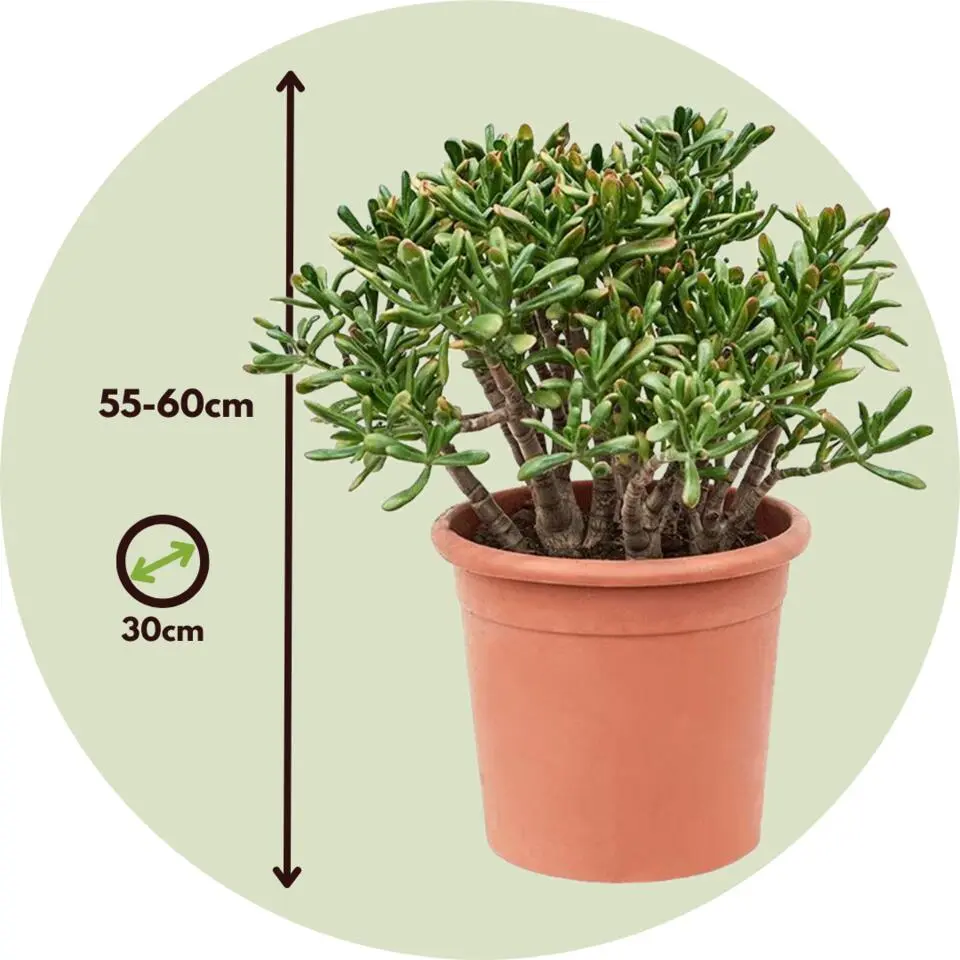 Jadeplant - Crassula ovata 'Hobbit' - Hoogte 55-60cm - ⌀30cm