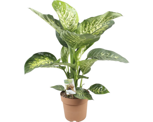 Dieffenbachia FloraSelf Dieffenbachia 'Tropic Snow' H 70-80 cm Ø 21 cm pot