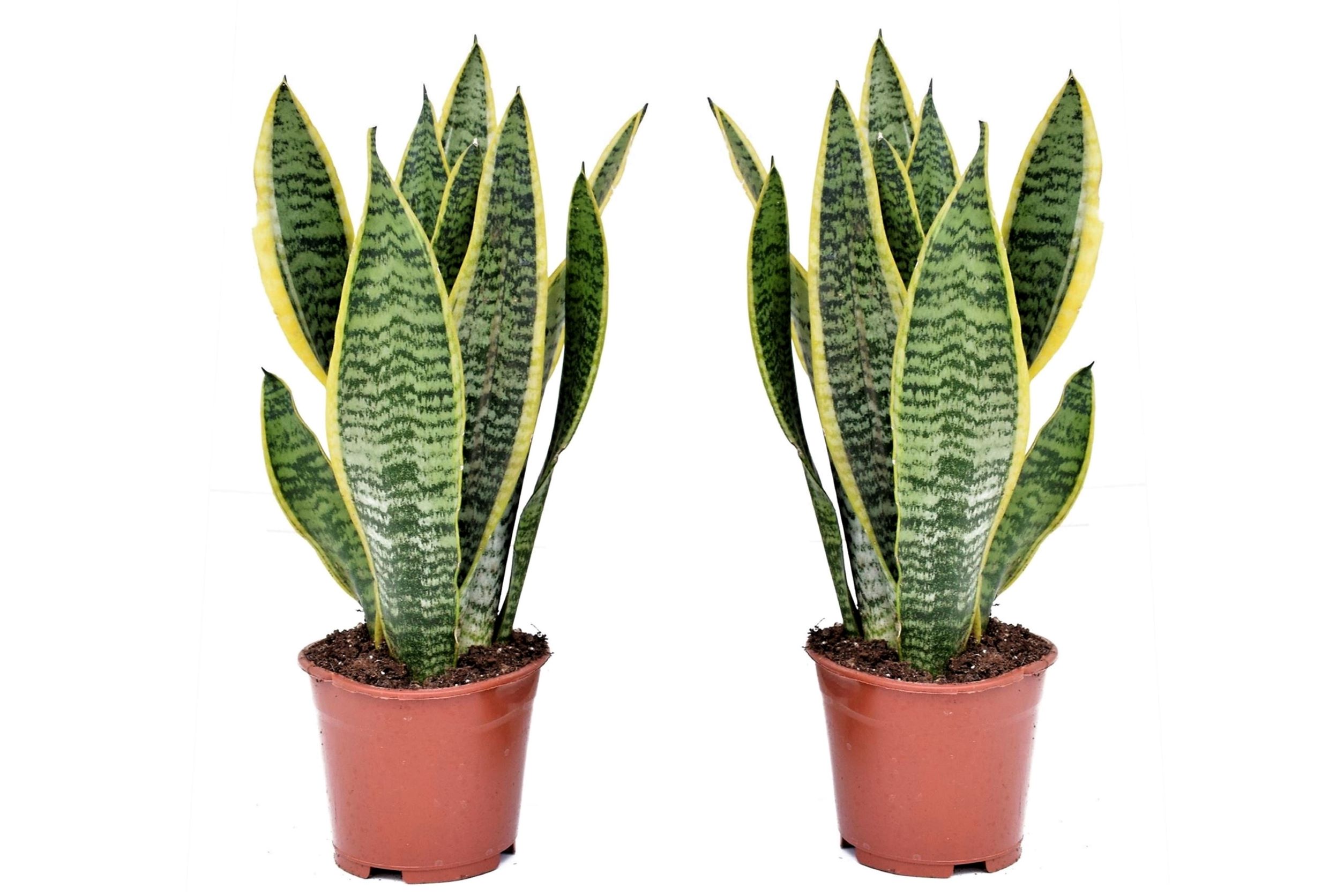 Sansevieria laurentii - set de 2 - langue femelle - pot 12cm - hauteur 30-40cm