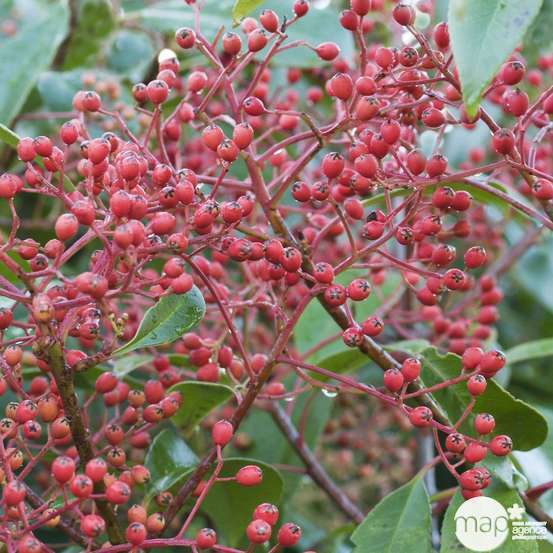 Photinia x fraseri ' Red Robin ' : ctr 15 litres