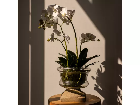 Composition d'Orchidée Artificielle Petit format - Blanc / 58 cm