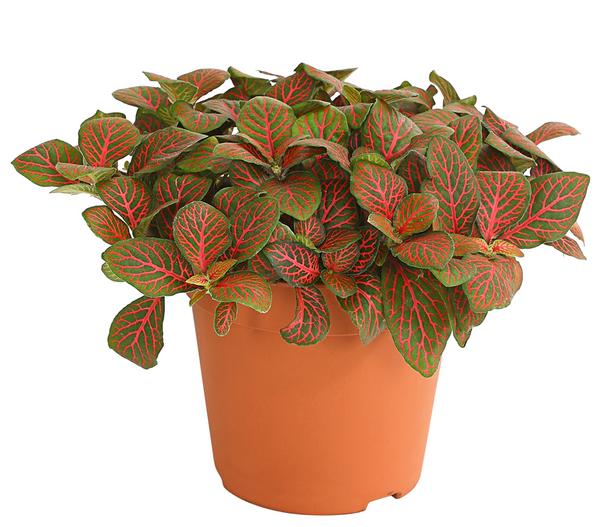 Mosaikpflanze - Fittonia verschaffeltii,