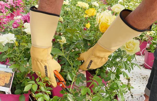 Rostaing Lederhandschuh Roseraie