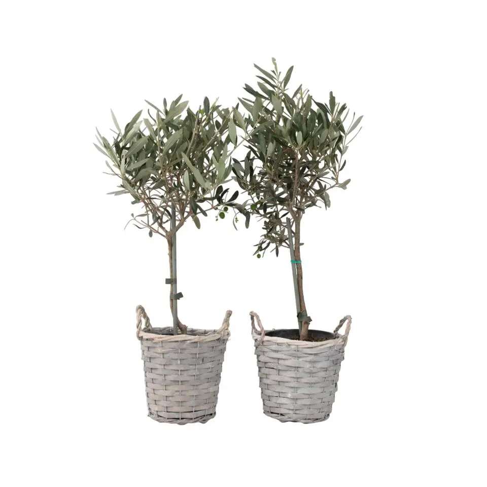 Olijfboom - Set van 2 - Olea europaea - Hoogte 50-60cm - ⌀14cm