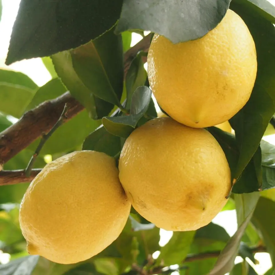 Citroenboom - Citrus limon - Hoogte 60-70cm - ⌀19cm