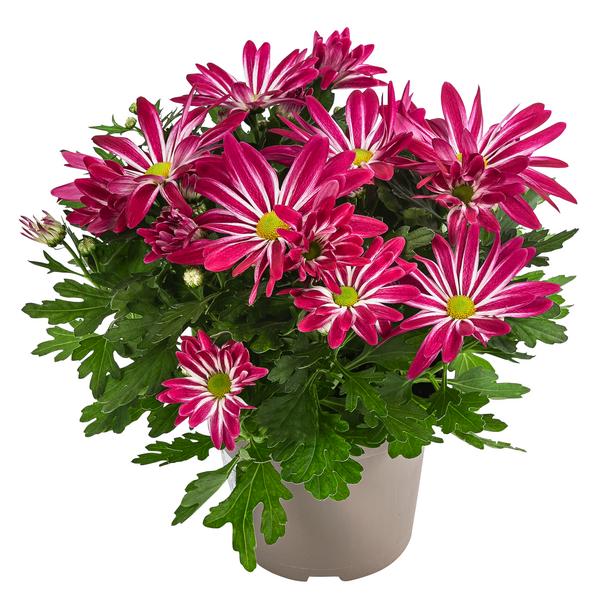 Chrysantheme 'Rainbow Carousel'