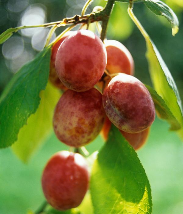 Pflaume 'Königin Viktoria'