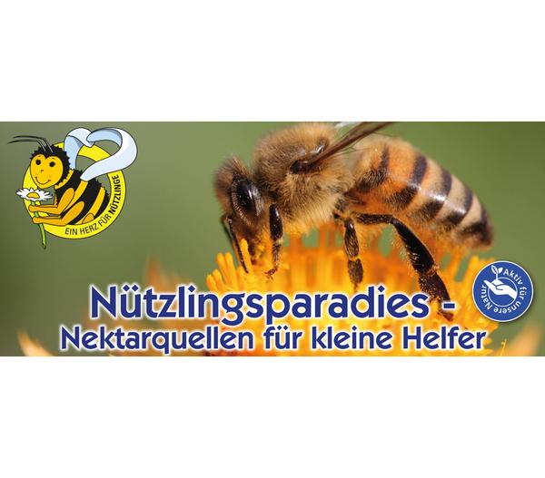 Kiepenkerl Saatgut Wildblumen Amerikanische