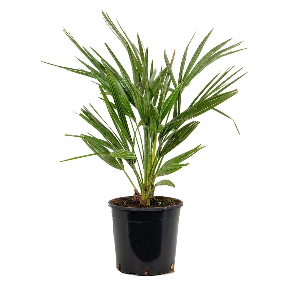 Chamaerops humilis - palmier nain européen - palmier - rustique – ⌀15 cm - ↕50-65 cm