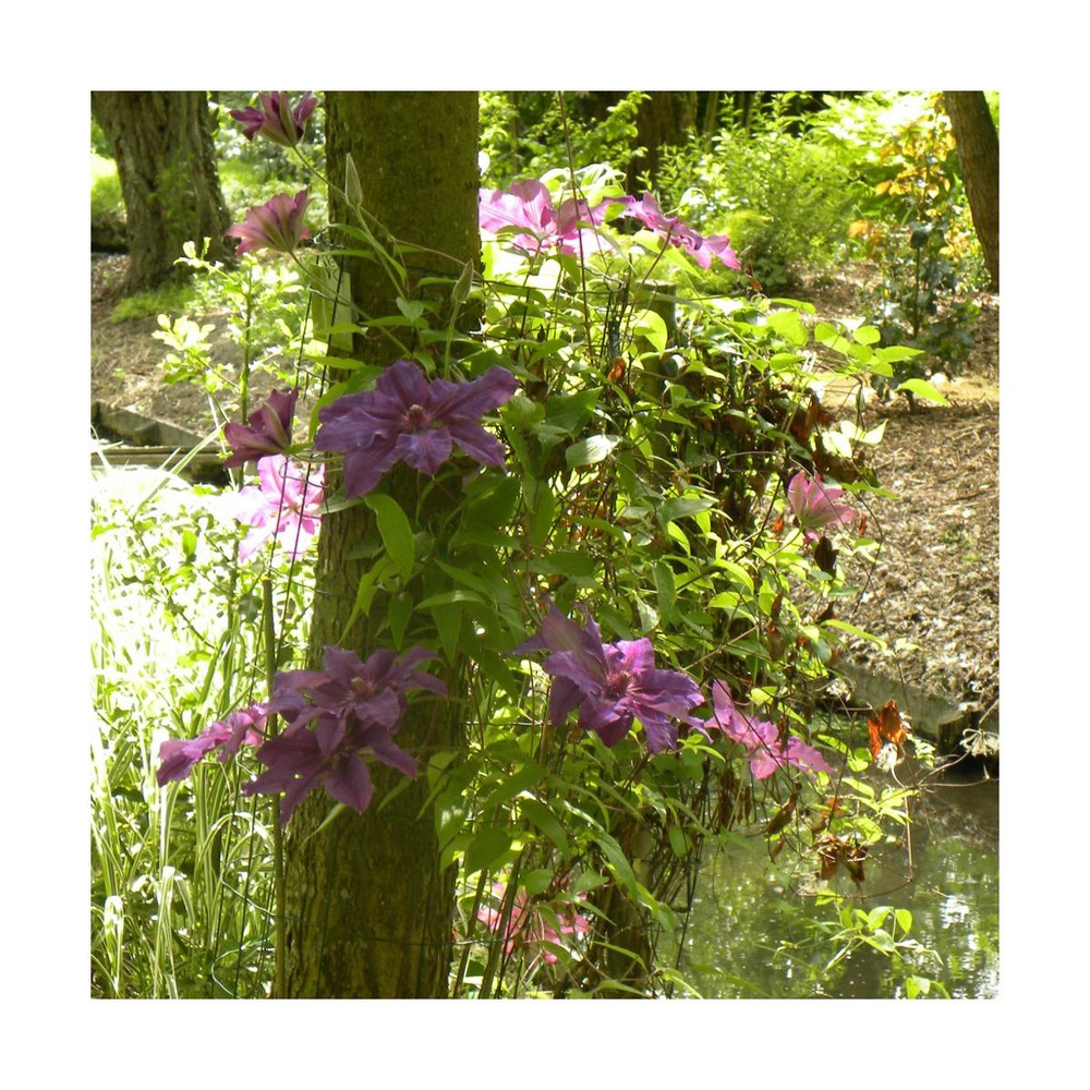 Clématite kacper/clematis kacper[-]pot de 1,5l - tuteur bambou 30/60 cm