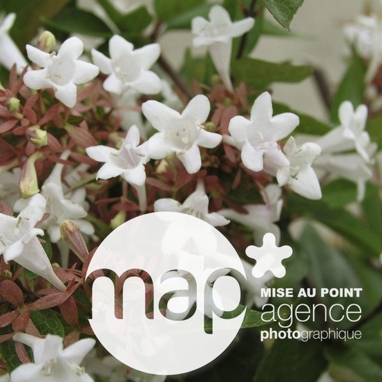 Abelia x grandiflora 'Lucky Lots ® :conteneur 5 litres