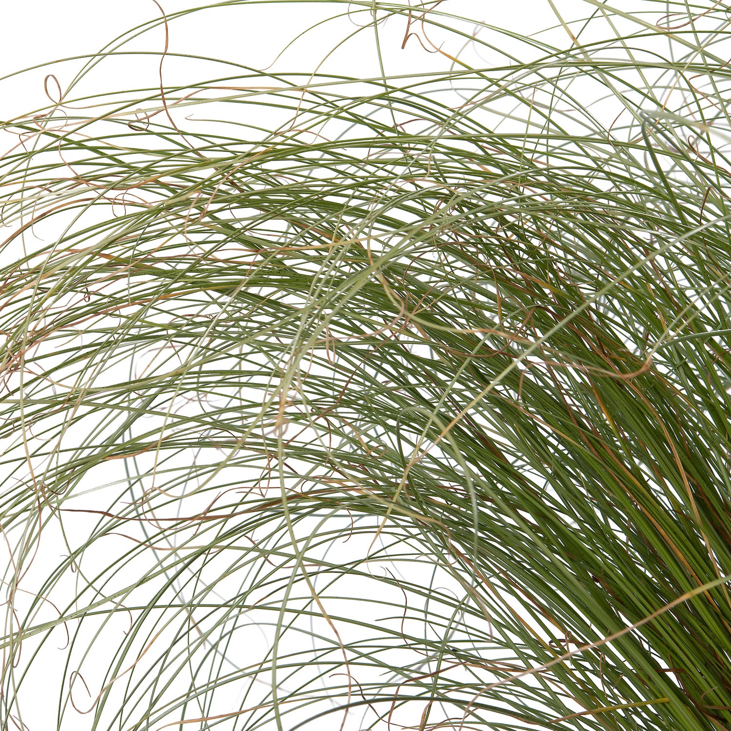 Zegge (Carex comans 'Frosted Curls') D 9 H 10 cm