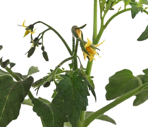 Tomate 'Garance'