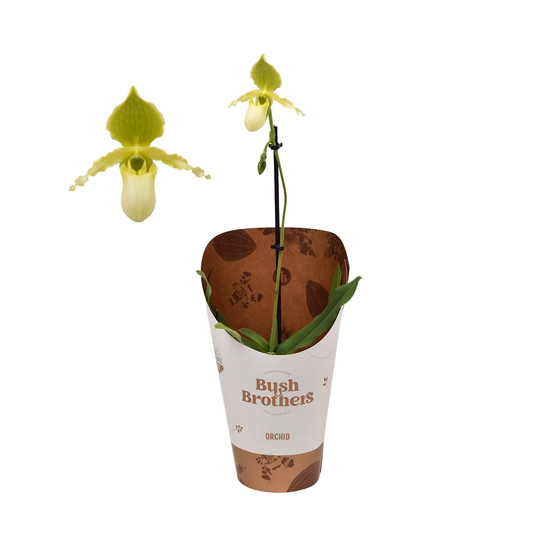 Orchidée Paphiopedilum Pinnochio'- pot D12cm