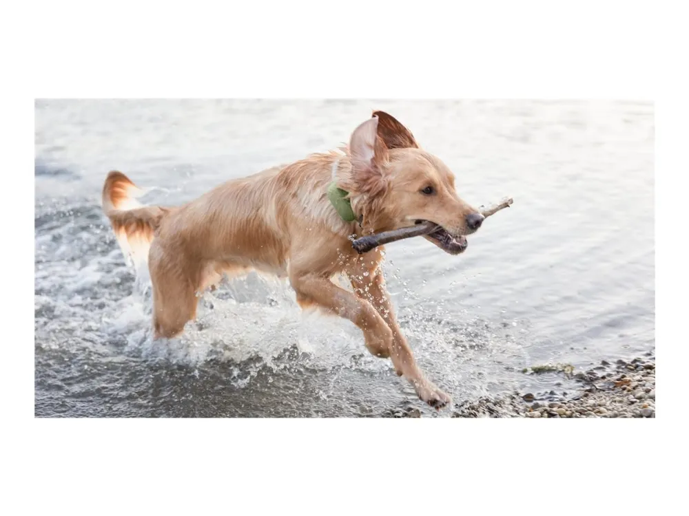 Tractive GPS DOG XL - Green - Abonnement i app