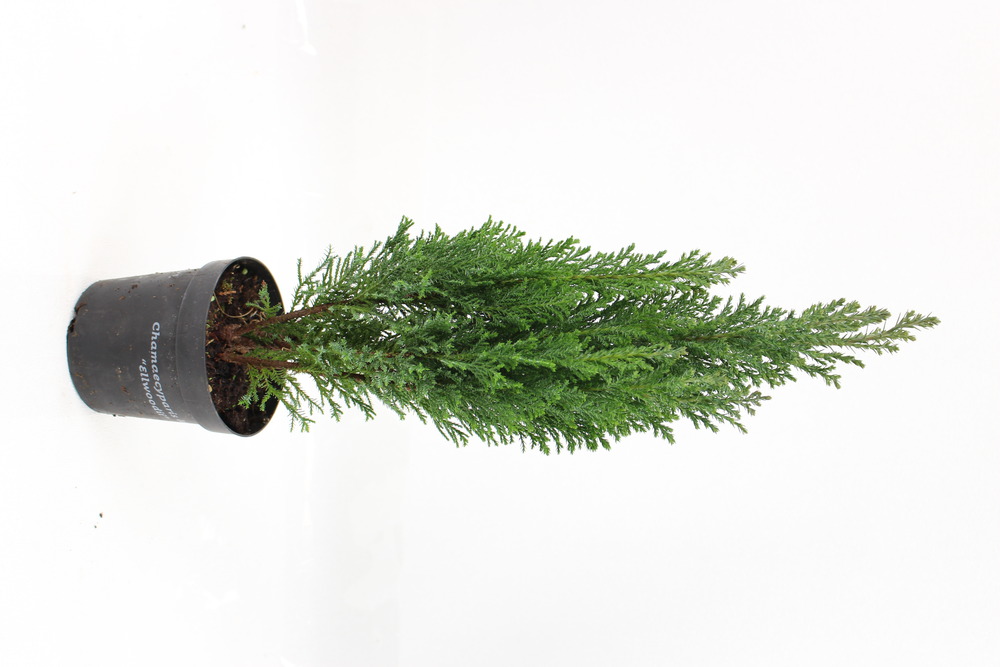 Plant de ellwoodii pot 10,5 cm