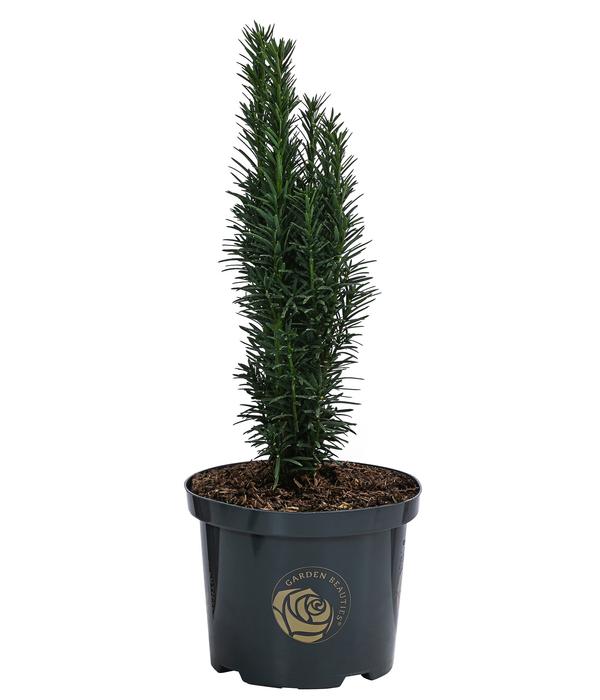 Säulen-Eibe 'Fastigiata Robusta'