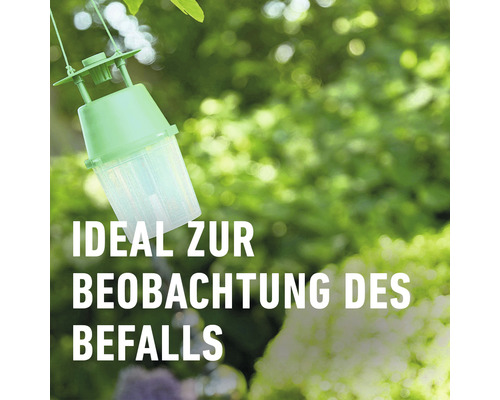 COMPO BIO Pruimenmottenlokstof, geschikt voor de COMPO Universele Trechterval, 3 stuks. Insecticidevrij.