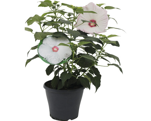 Reuzenwitte hibiscus FloraSelf Hibiscus moscheutos 'Extreme' H 50-60 cm Co 5 L