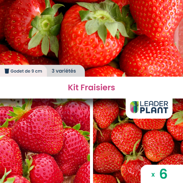 Kit fraisiers - 3 variétés - lot de 6 plants en godet